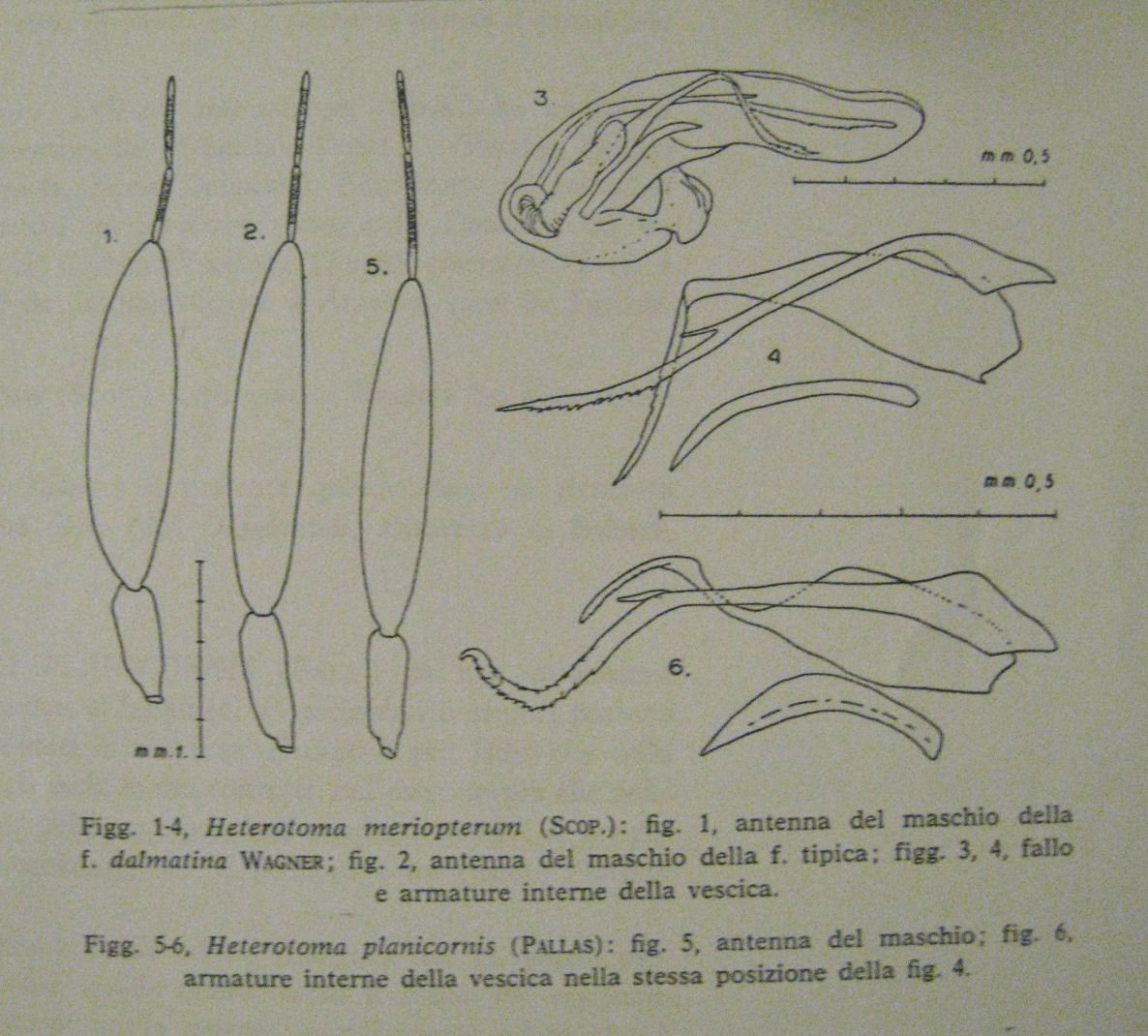 Miridae: Heterotoma cfr. merioptera di Monterotondo